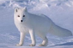 纽芬兰白狼：重达70公斤，群体有尊卑次序_1911年灭绝
