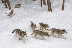 西伯利亚平原狼：哈士奇祖先，奔跑速度快_时速65公里