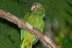 波多黎各鹦鹉:仅生活在波多黎各林区_喜欢在鞣木中筑巢