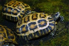 扁尾珠网龟：身形小巧惹人喜欢（背部有蛛网状花纹）