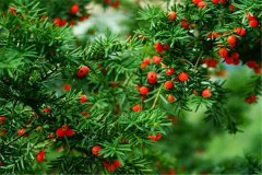红豆杉：国家珍稀保护植物（喜欢海拔较高区域）