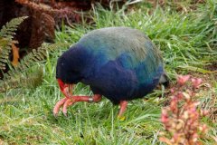 南短翅水鸡:特产于新西兰的秧鸡_珍稀物种/仅两百只