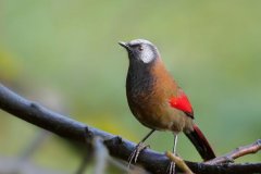 红翅噪鹛：常动作笼养鸟，特性显著(党羽有鲜赤色斑)