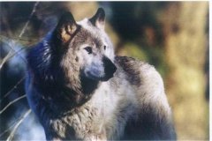 末尾一只基奈山狼：北美灰狼中体型最大（曾经毁灭）